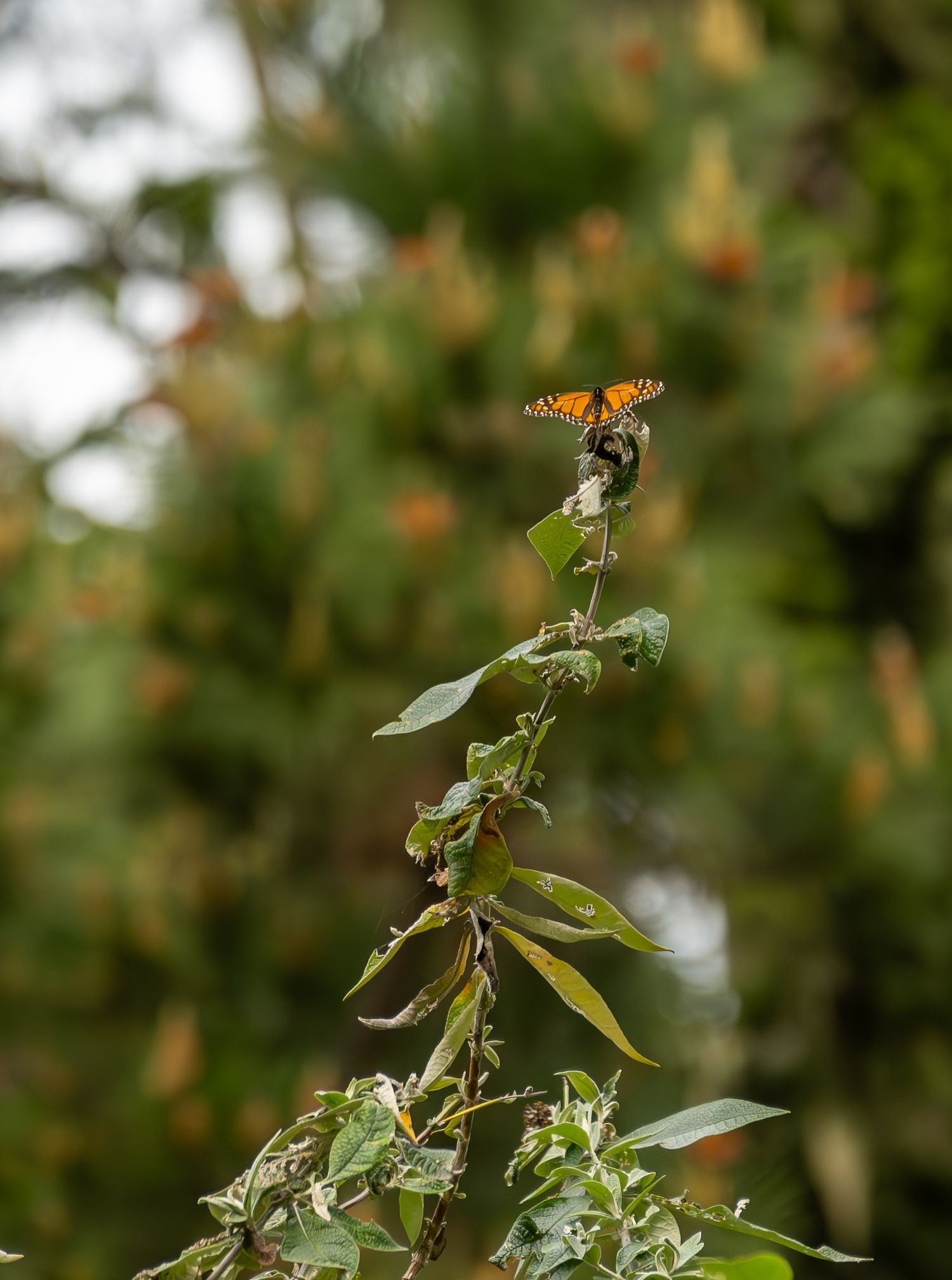 Monarch butterfly perched on plant stem with blurred green foliage background.