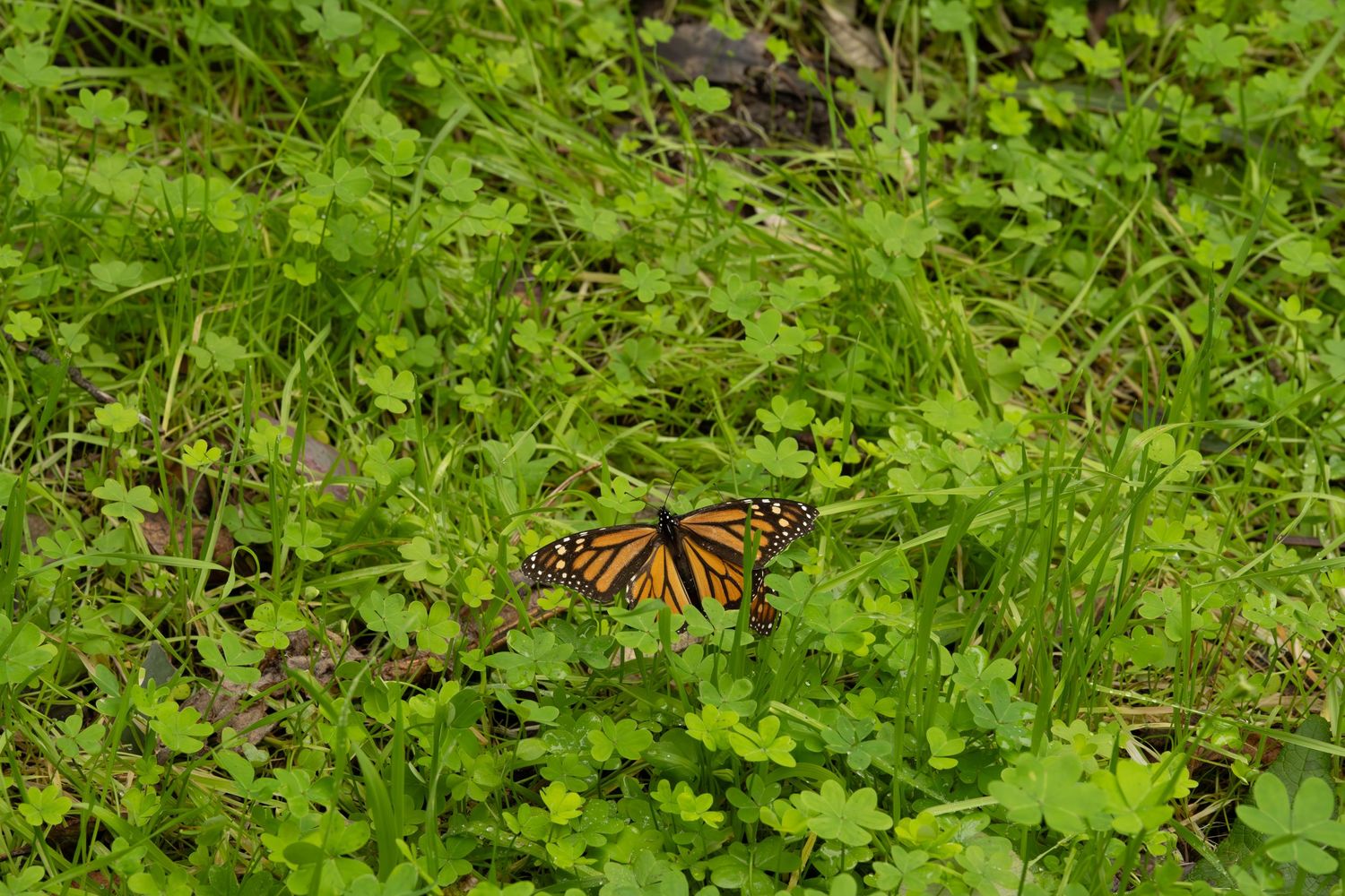 Monarch butterfly flying near lush green vegetation in natural setting.