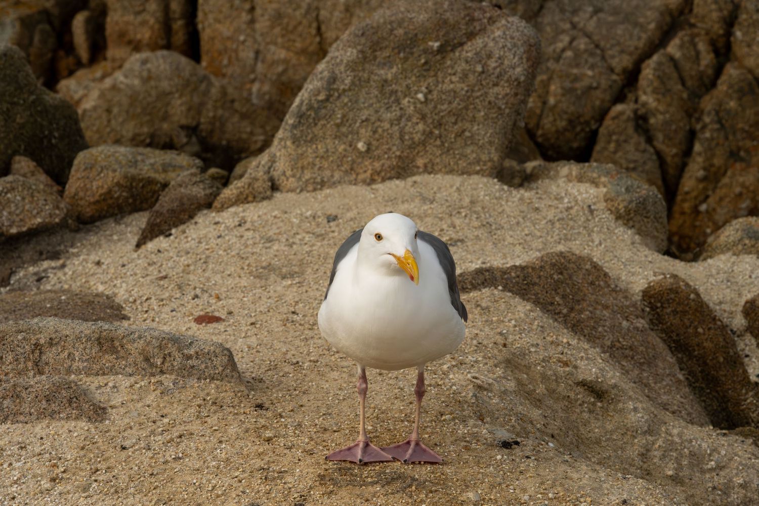 Seagull resting on coastal rocks with sandy beach background.