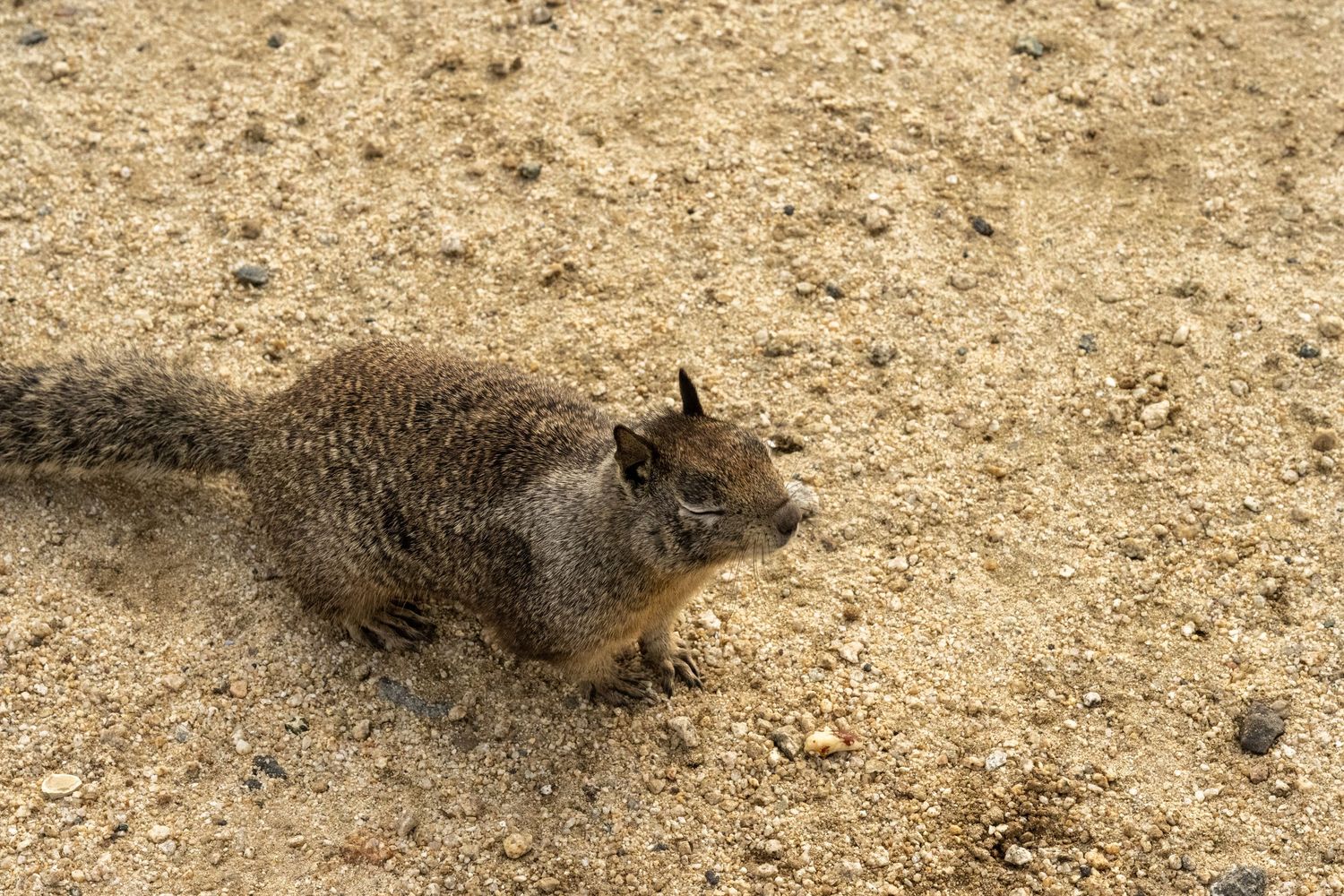 A grey squirrel forages on sandy ground in natural habitat.