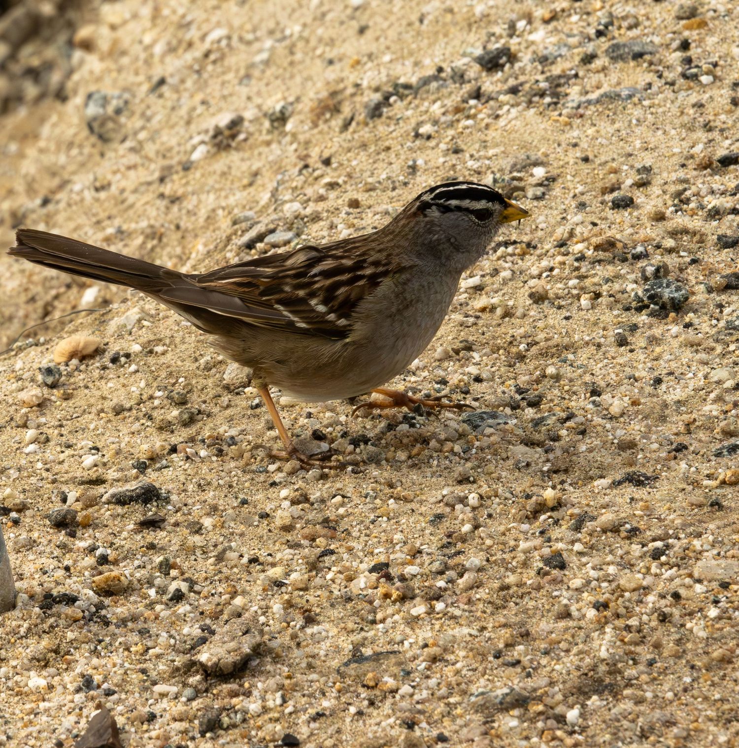A small brown sparrow perches on rocky ground with detailed feather markings visible.