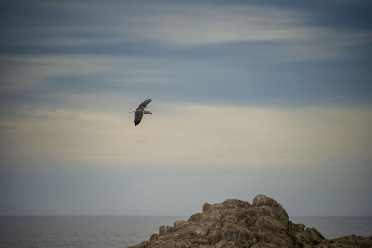Seabird soars above rocky coastal cliff against cloudy sky.