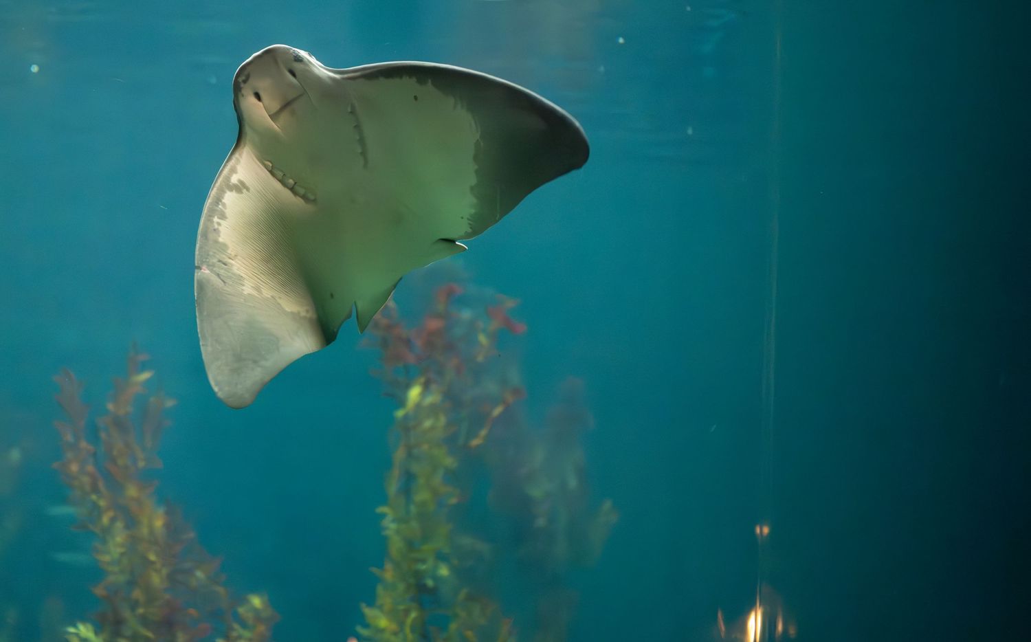 Stingray swimming gracefully in clear turquoise water with seaweed in the background.