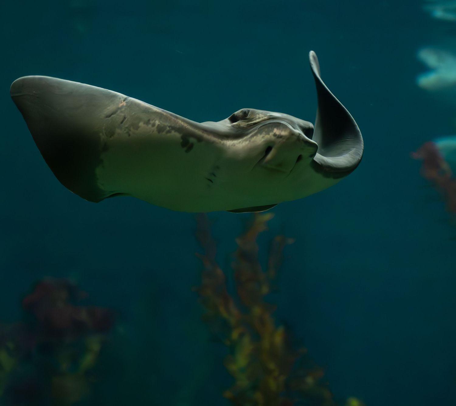 Close-up of a majestic stingray gliding through dark blue waters near coral formations.