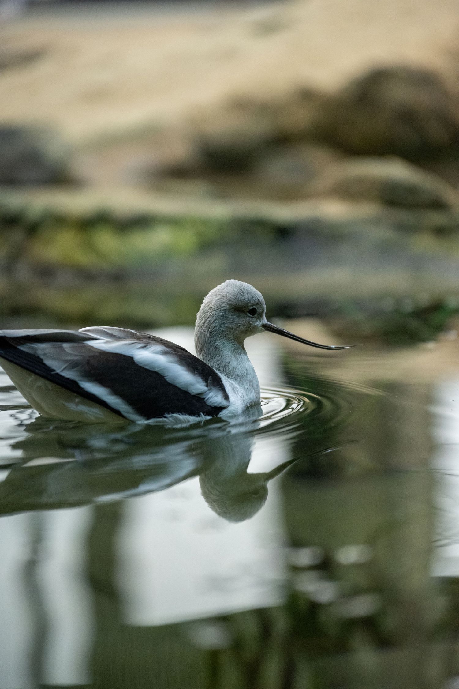 Gray and white duck swimming peacefully in calm water with its reflection visible.