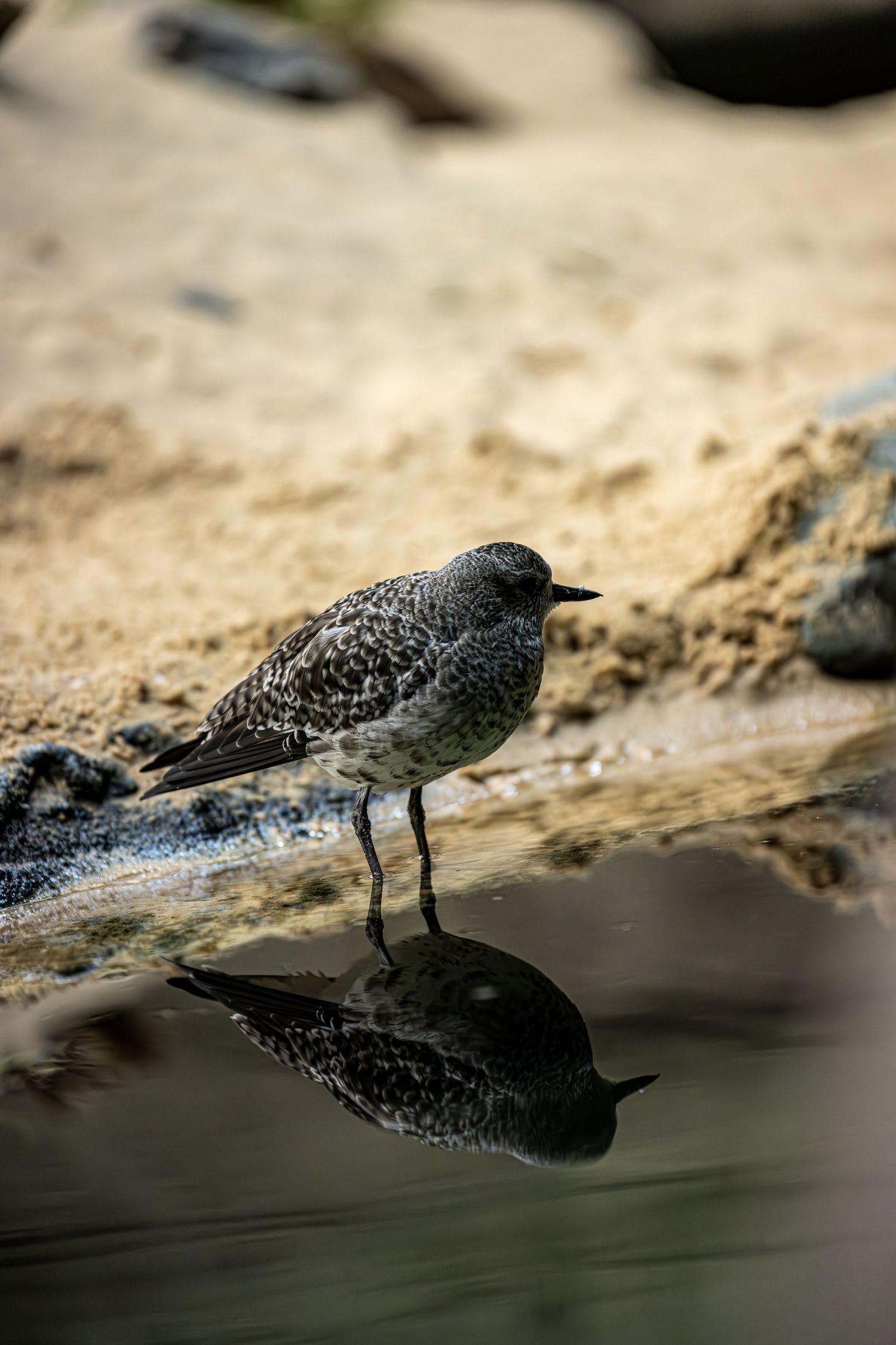Seabird standing on wet sand with its reflection visible in shallow water.