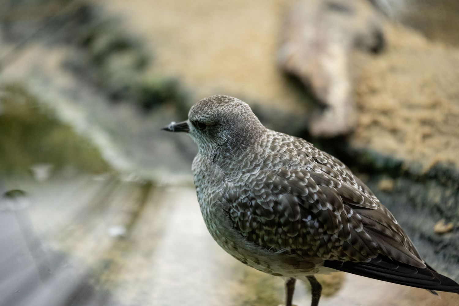 Close-up of a speckled gray seabird with mottled feather pattern.