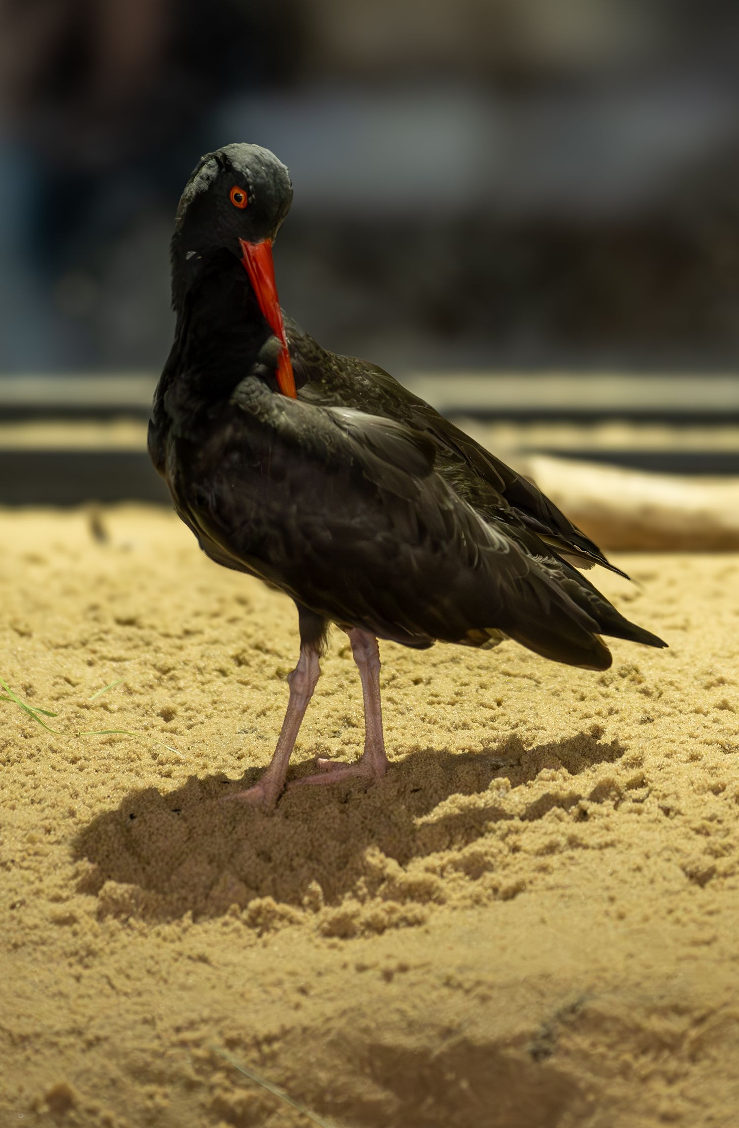 Black oystercatcher bird with distinctive red beak stands on sandy beach.