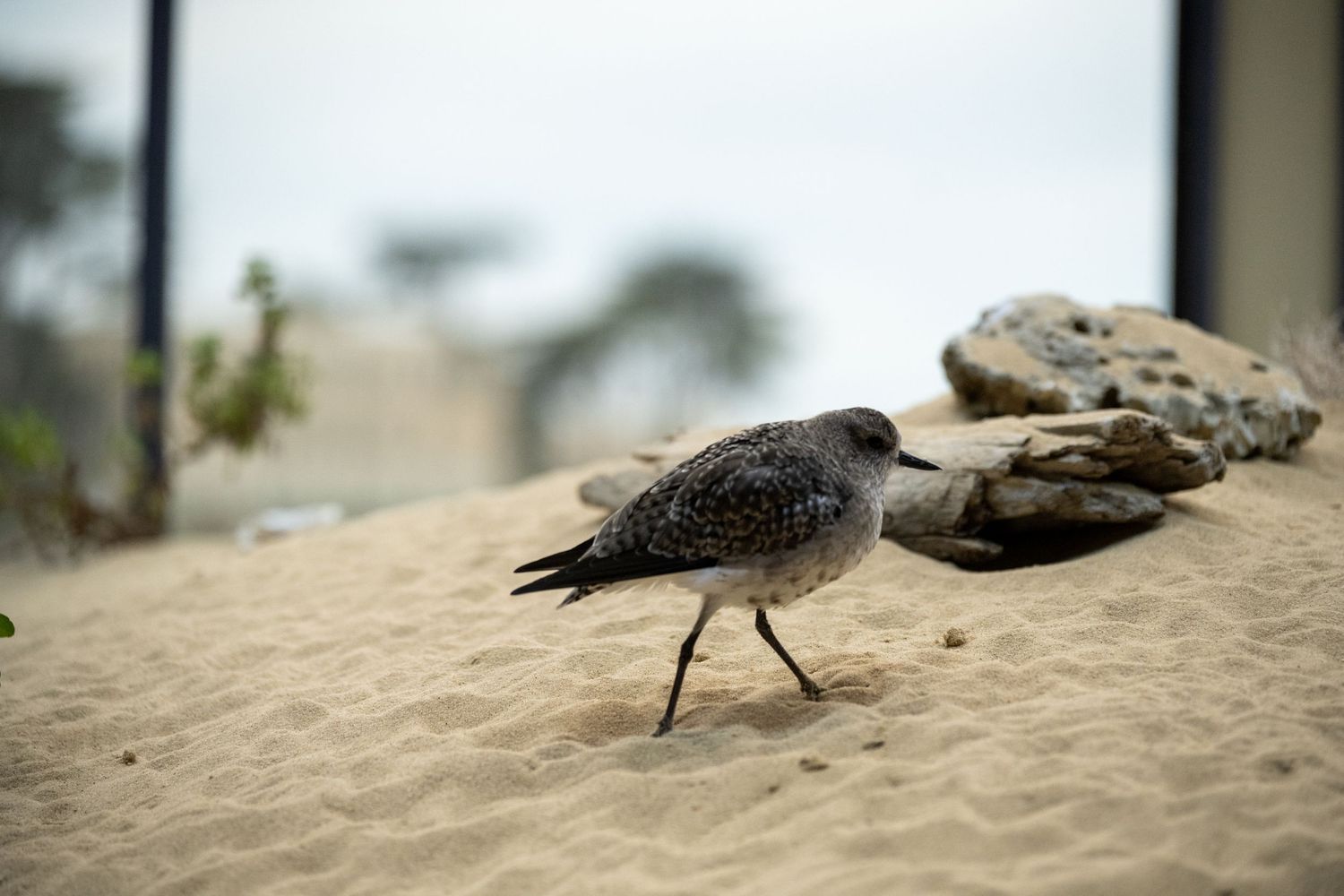 Sandpiper walking along a sandy beach with rocks in soft focus background.