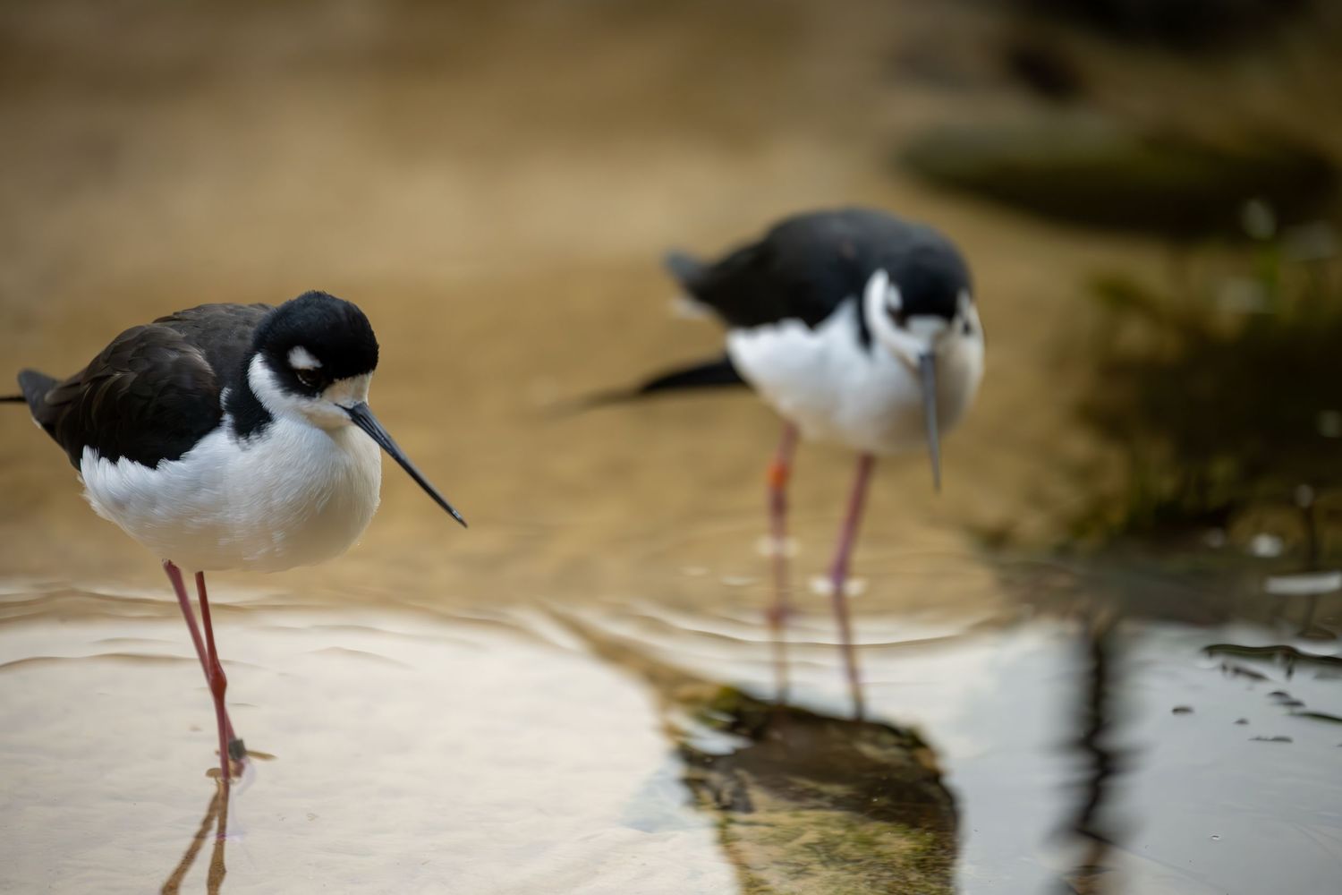 Two black and white shorebirds with long legs wading in shallow water.