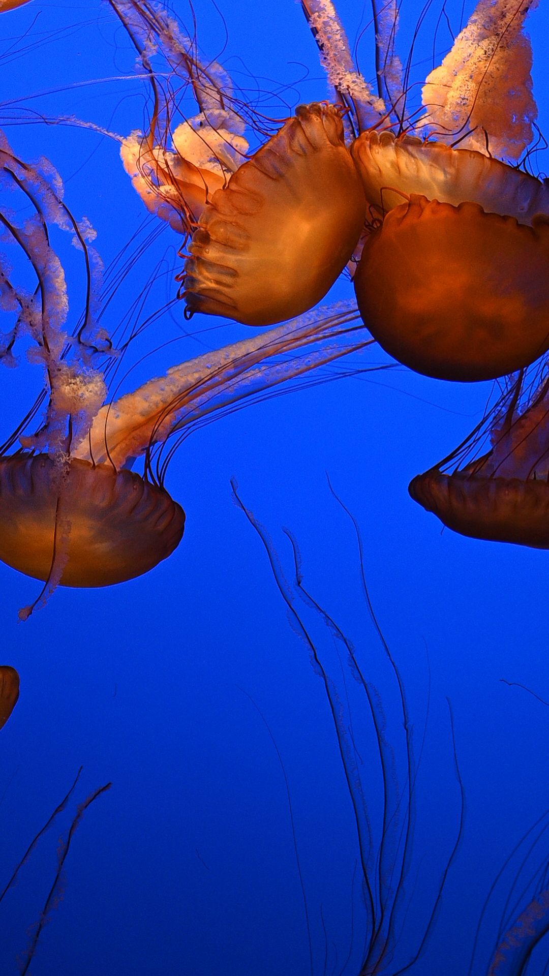 Vibrant orange jellyfish floating in deep blue water against bright background.