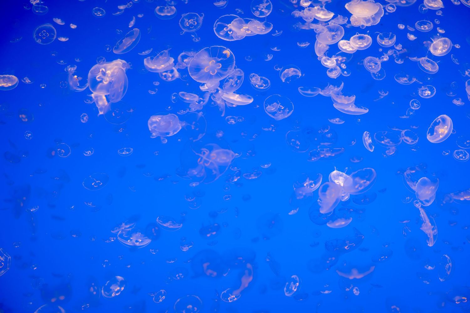 Translucent jellyfish float gracefully in bright blue ocean waters.