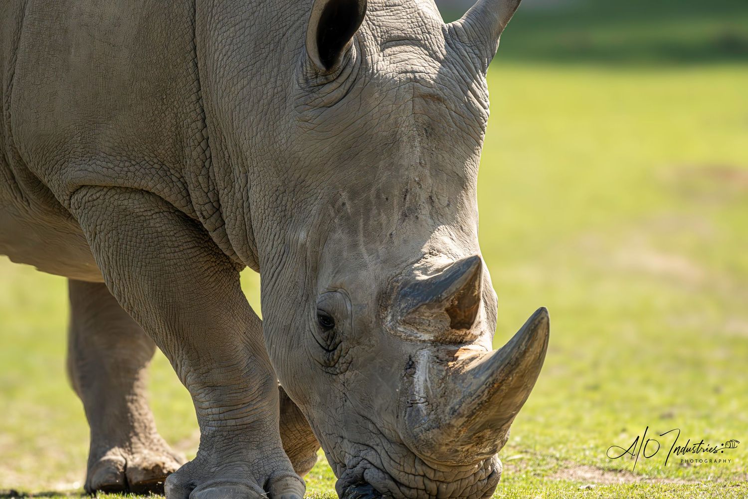 Close-up view of white rhinoceros grazing on grass in bright sunlight.