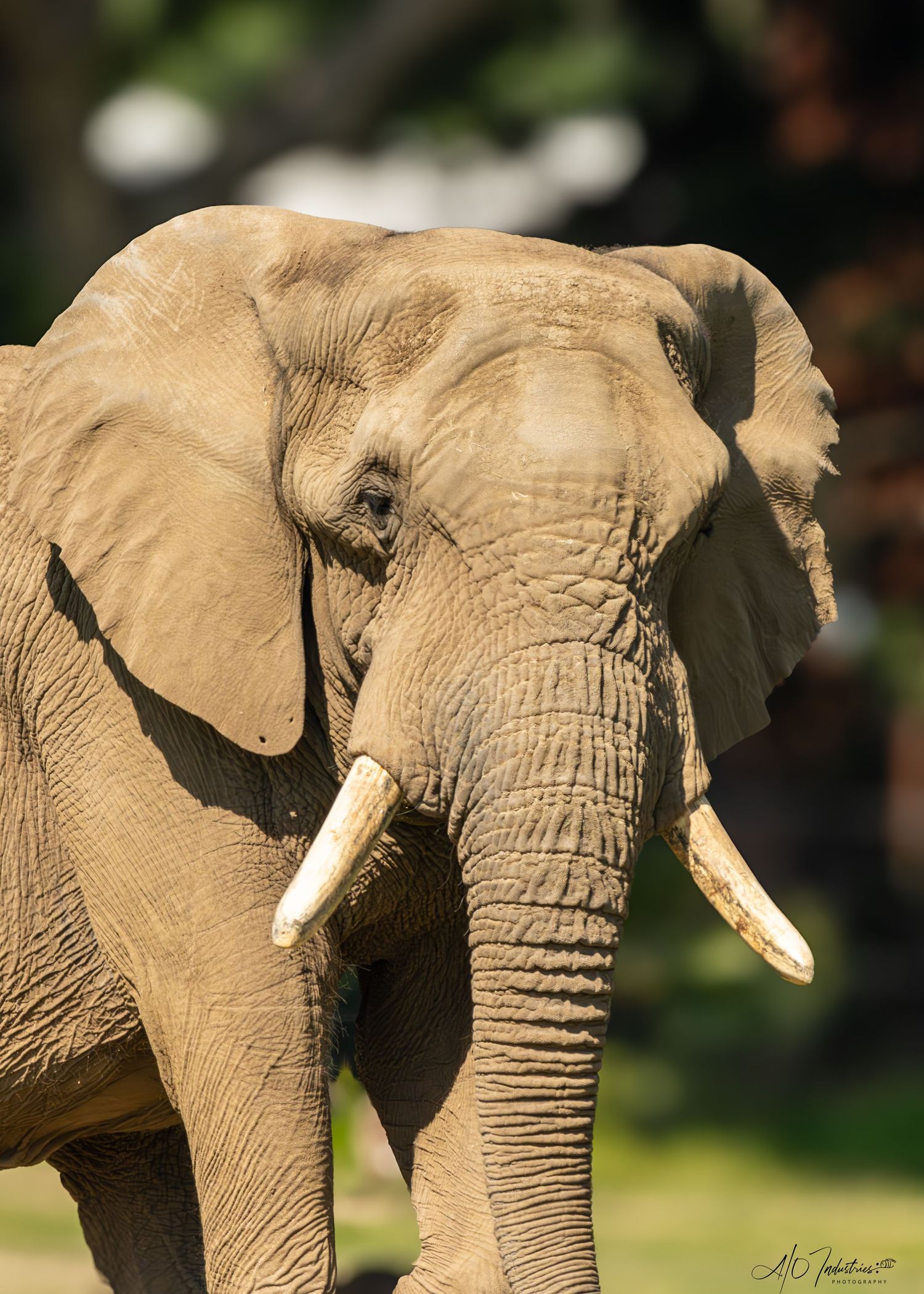 African elephant with large tusks photographed in profile against natural background.