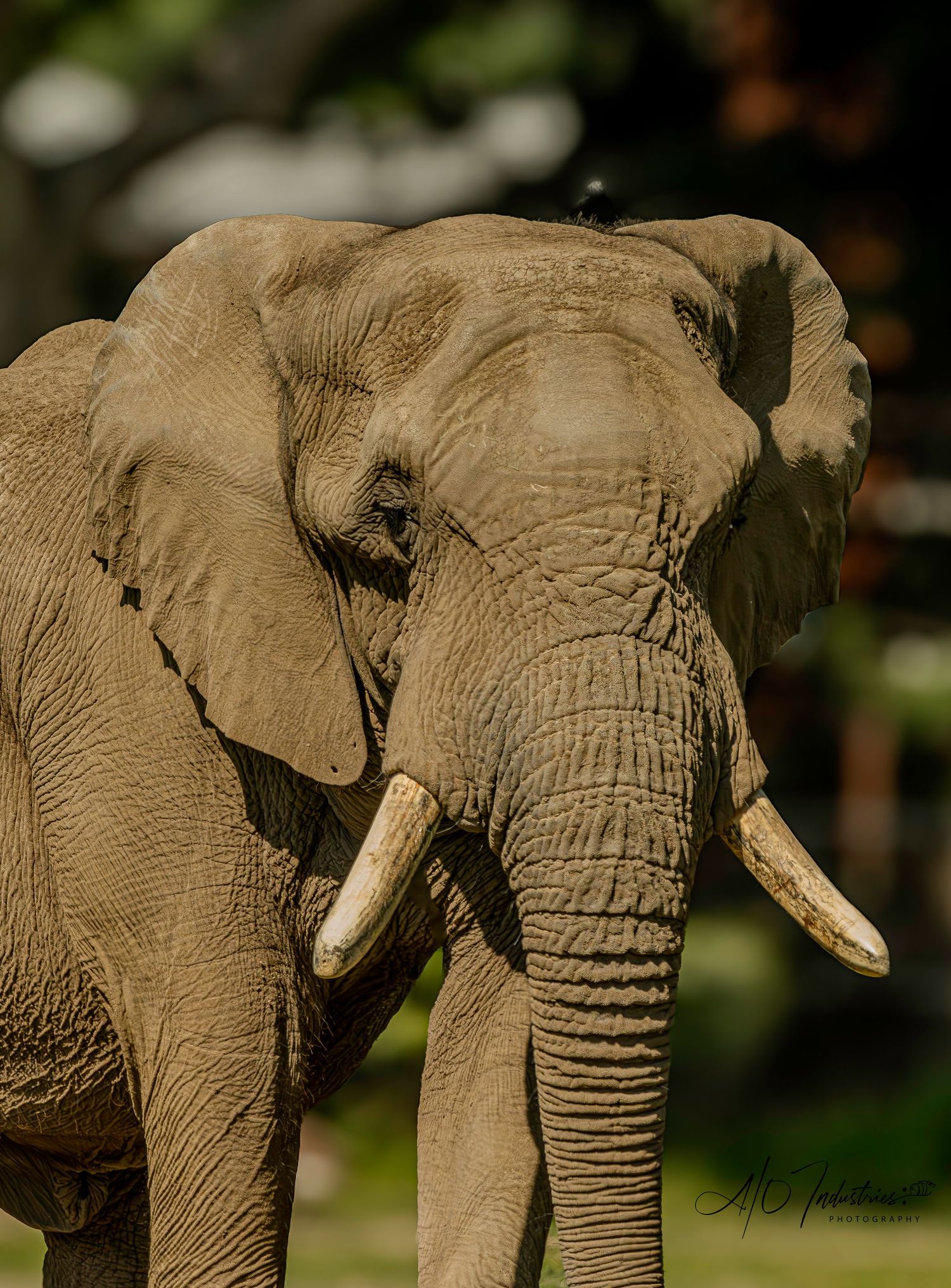 Two African elephants with impressive tusks standing together in their natural habitat.