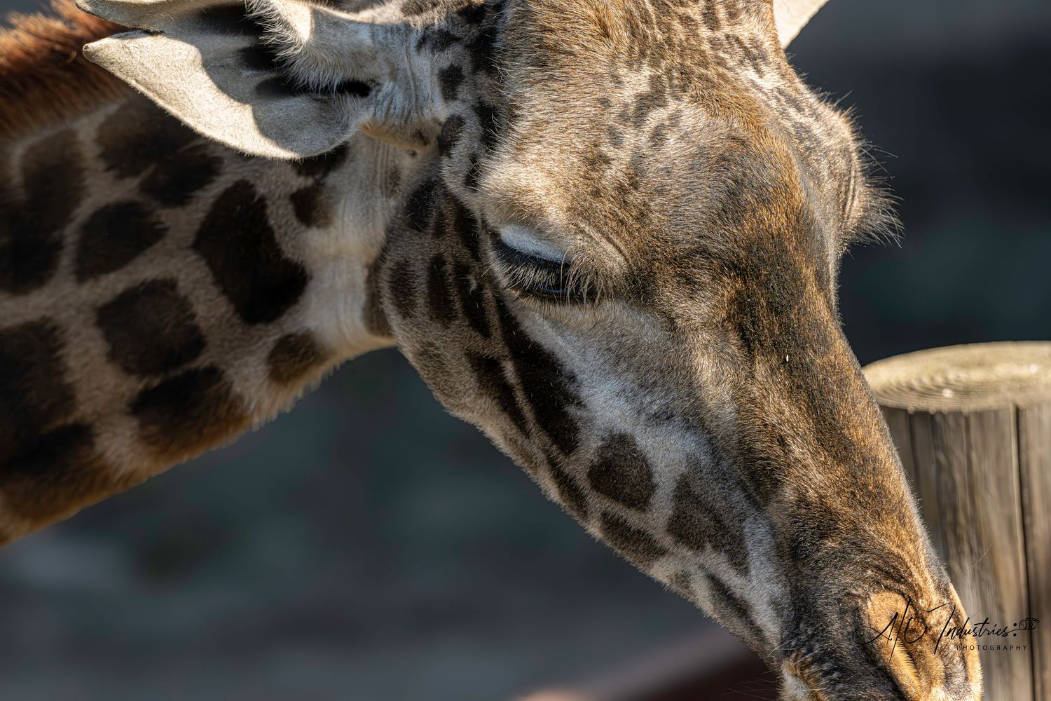 Close-up of giraffe's distinctive spotted pattern and head profile.