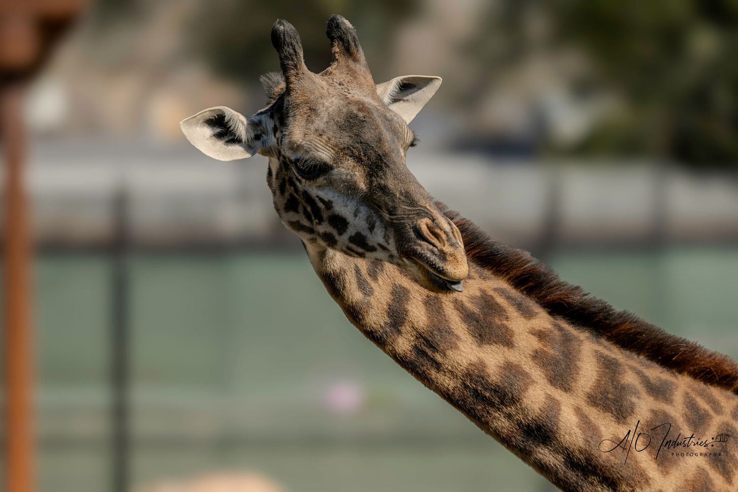 Giraffe's long neck stretches upward against a soft-focus background.