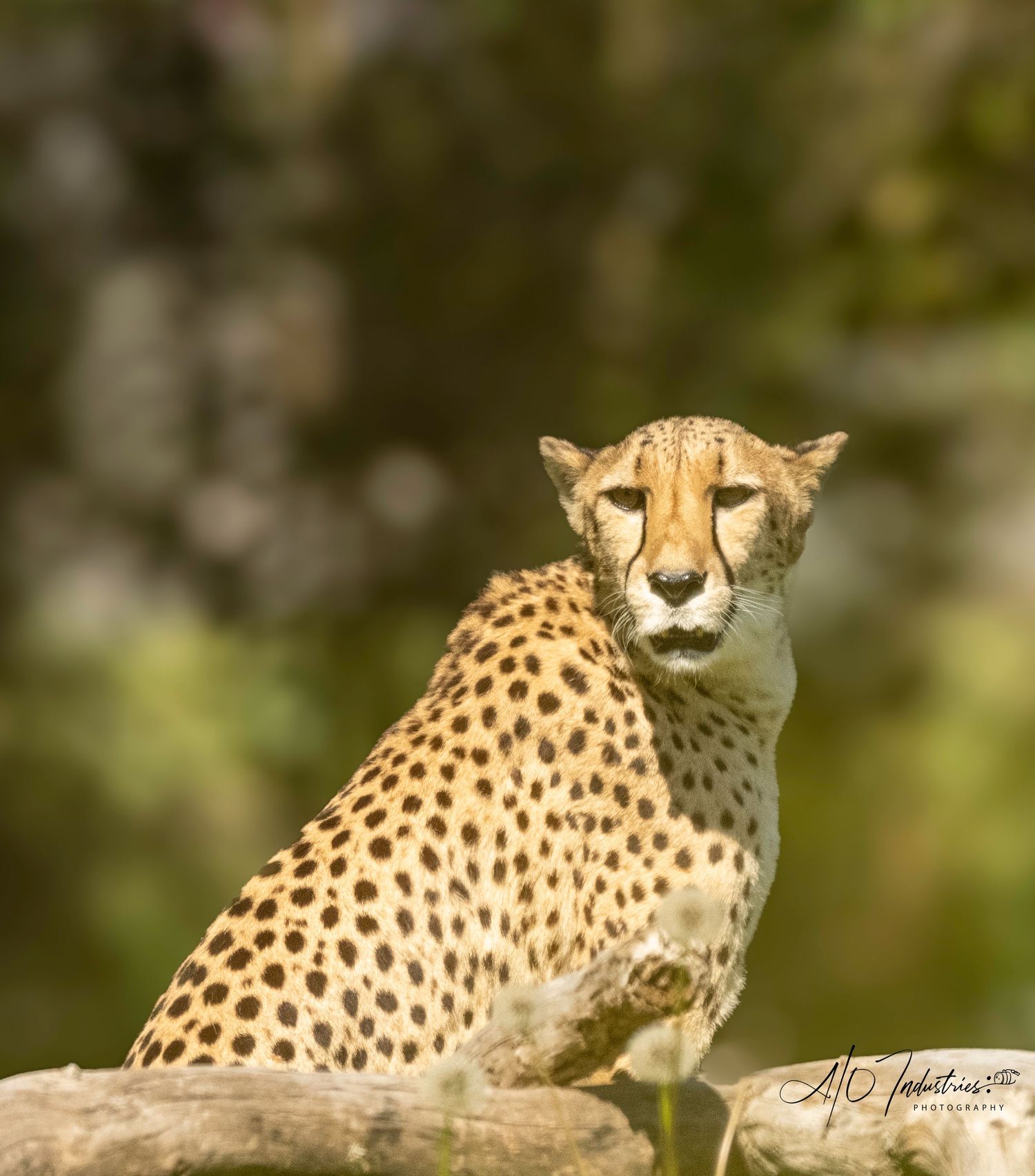 Cheetah in profile showing distinctive spotted coat against blurred natural background.