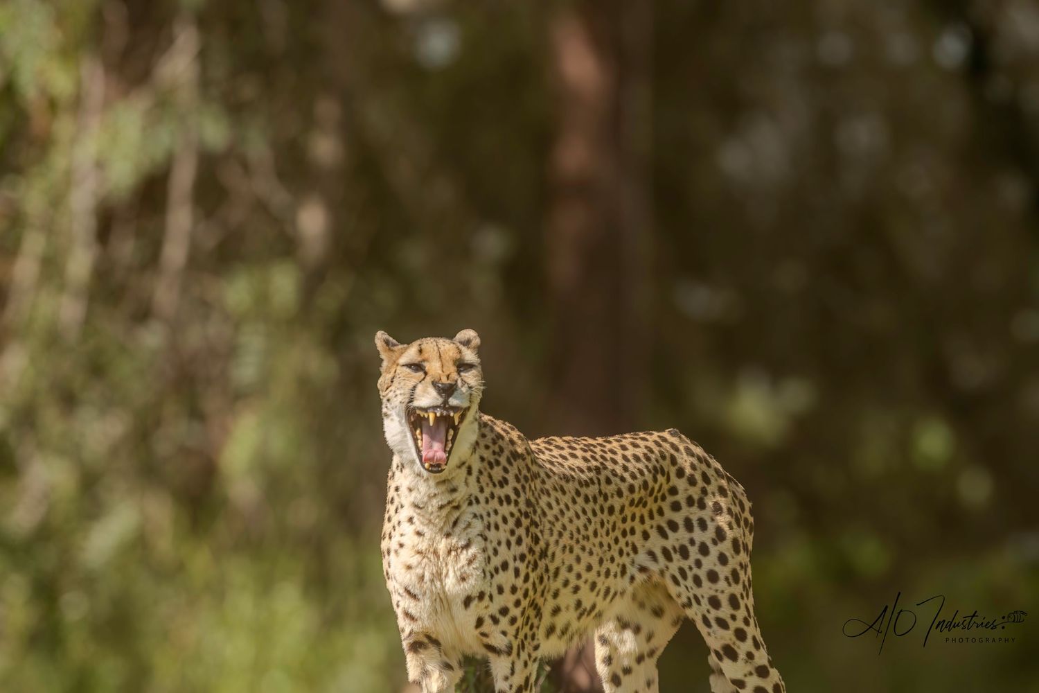 Cheetah walking through grassland showing its graceful spotted form.