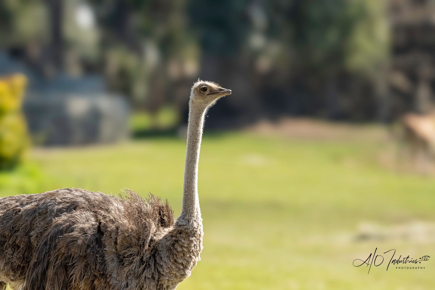 A group of ostrich birds standing together on a grassy field on a sunny day.