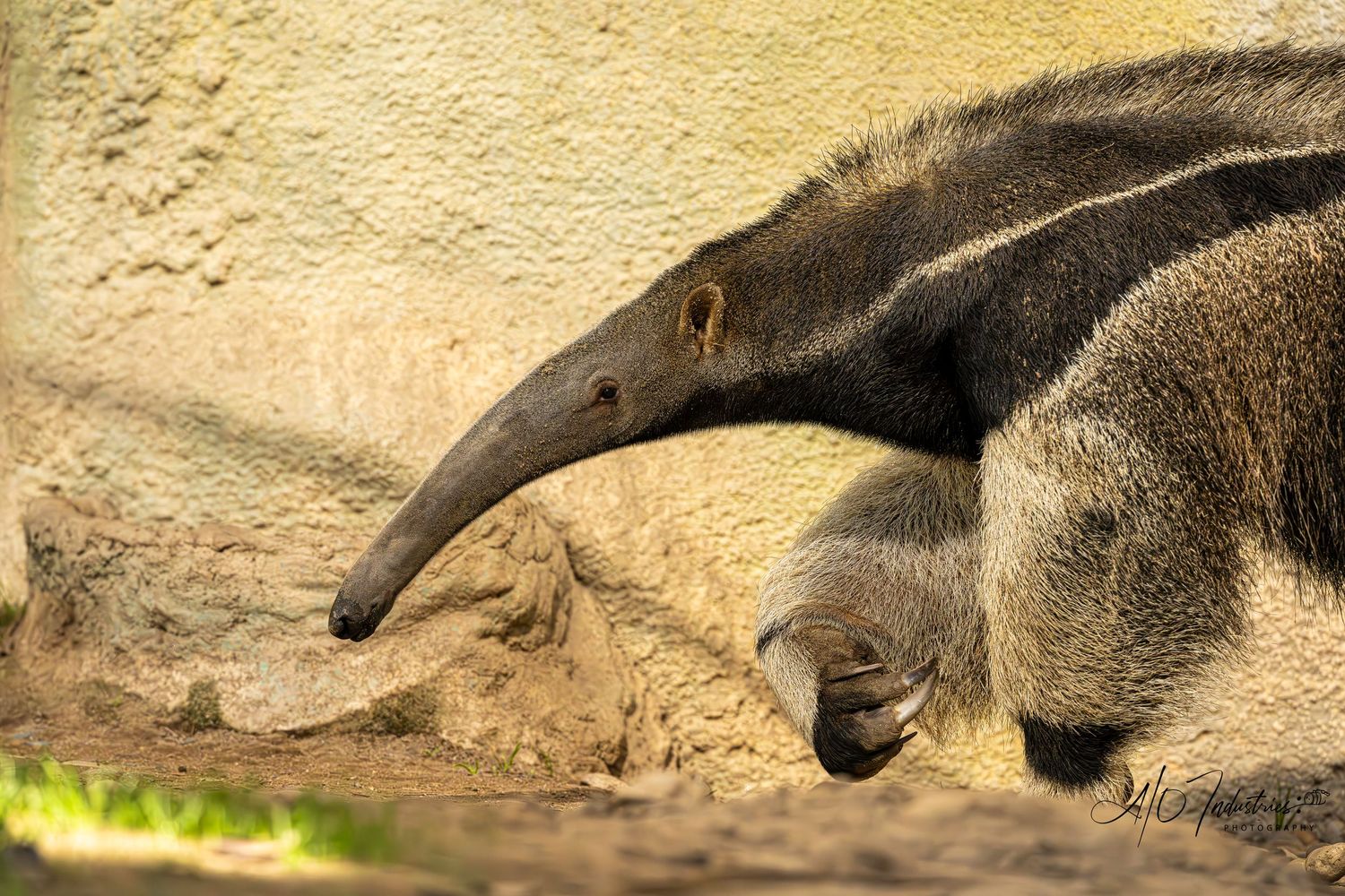 A group of anteaters resting and sleeping in a sandy enclosure.