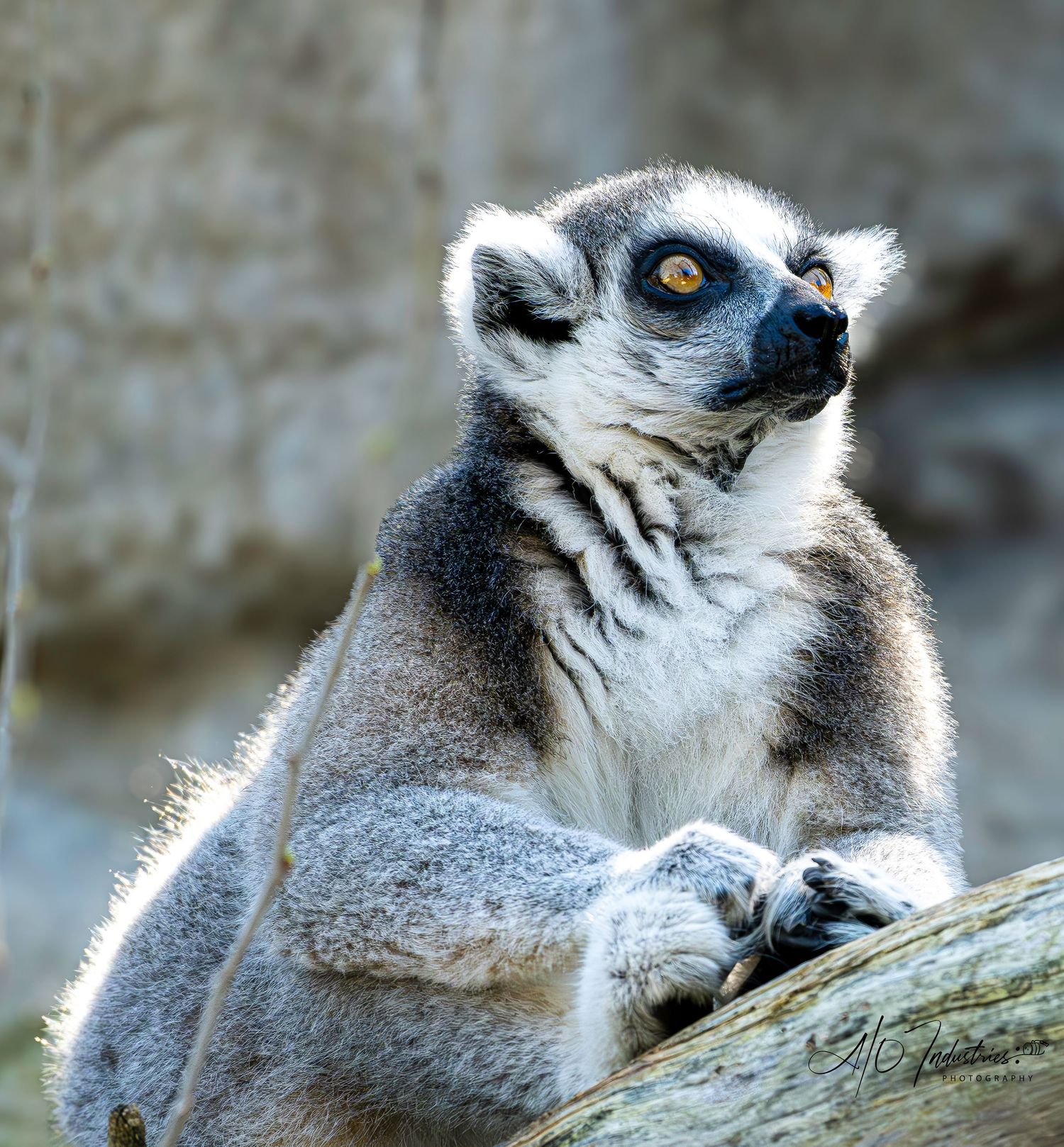 Close-up profile views of ring-tailed lemurs resting on a branch.