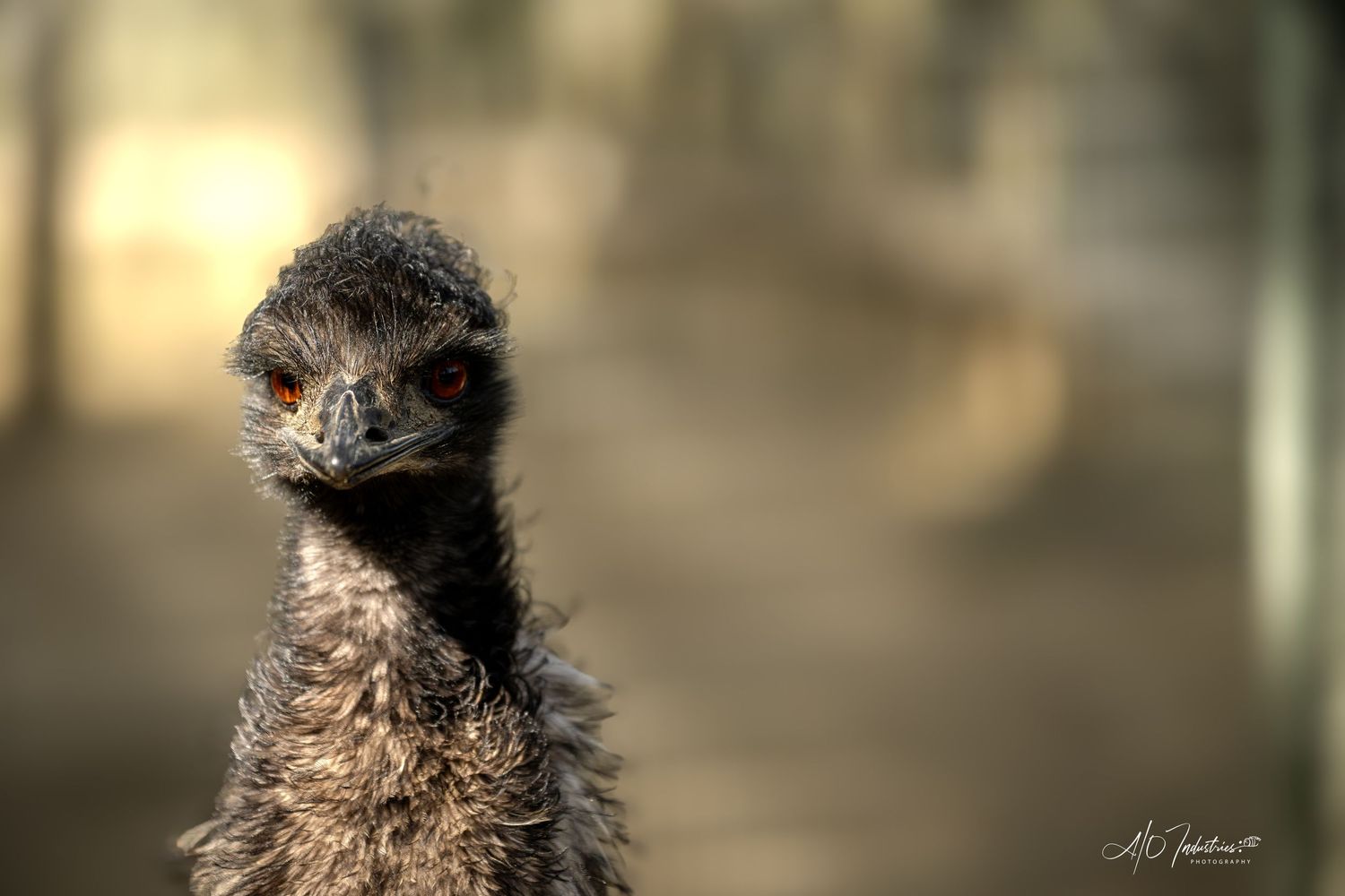 Close-up portrait of a brown alpaca's face with curly fur and expressive features in natural lighting.