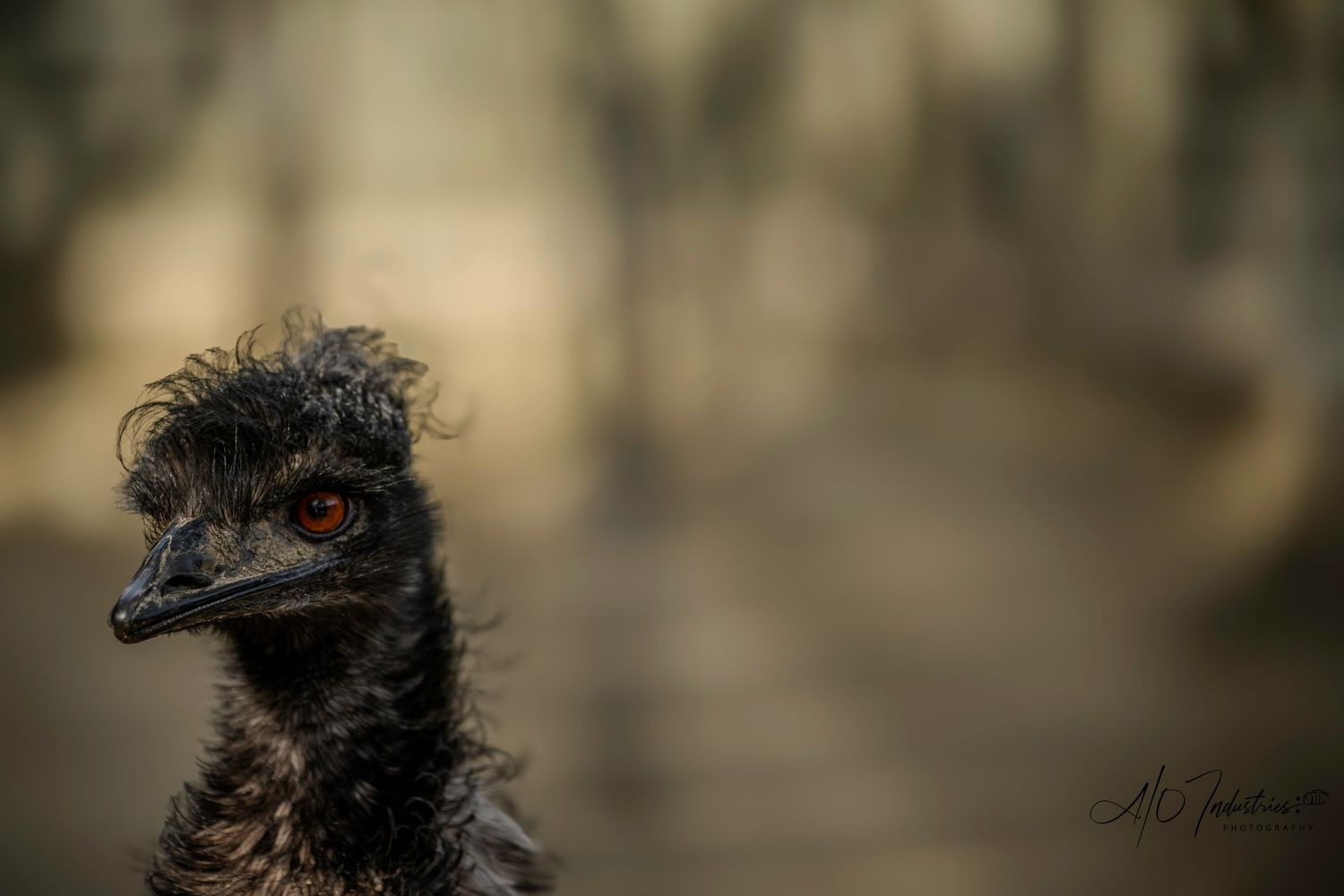 Portrait of an emu with its distinctive features against a soft bokeh background.