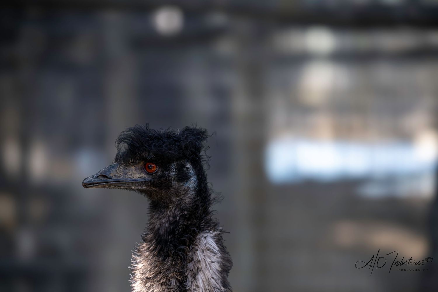 Australian emu with black feathers and distinctive beak in natural habitat.