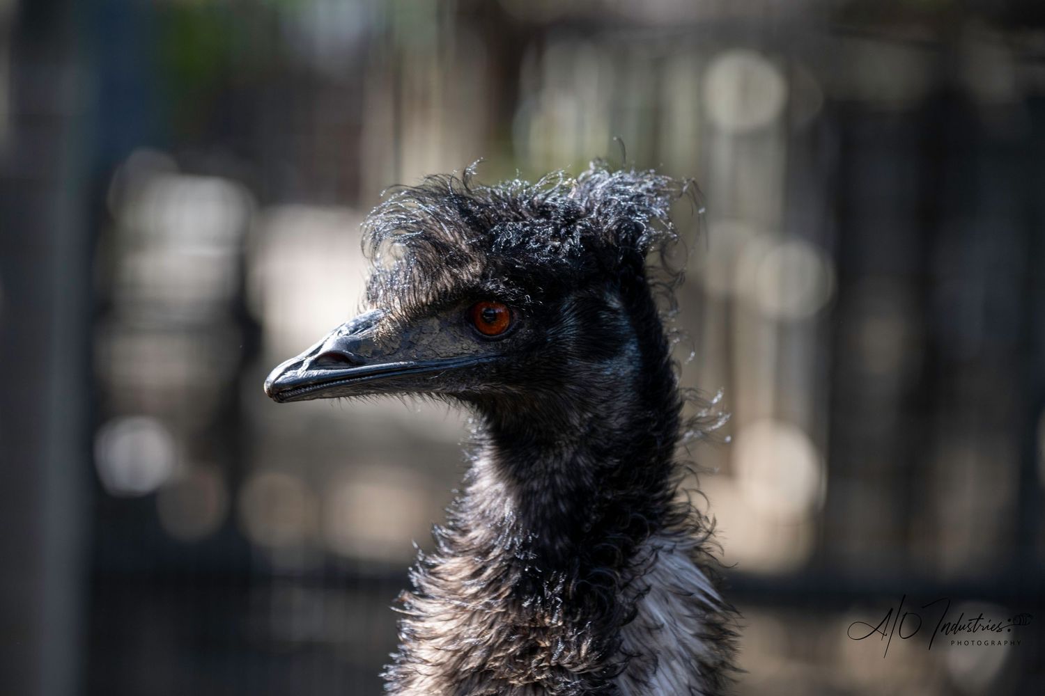 Close-up of an emu's head showing its dark feathers and characteristic facial features.