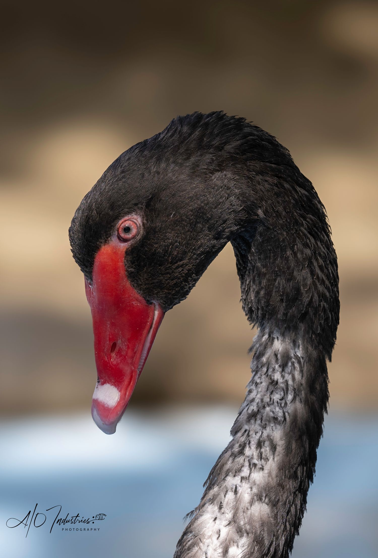 Close-up portraits of a black swan's head showing its red beak and dark plumage.