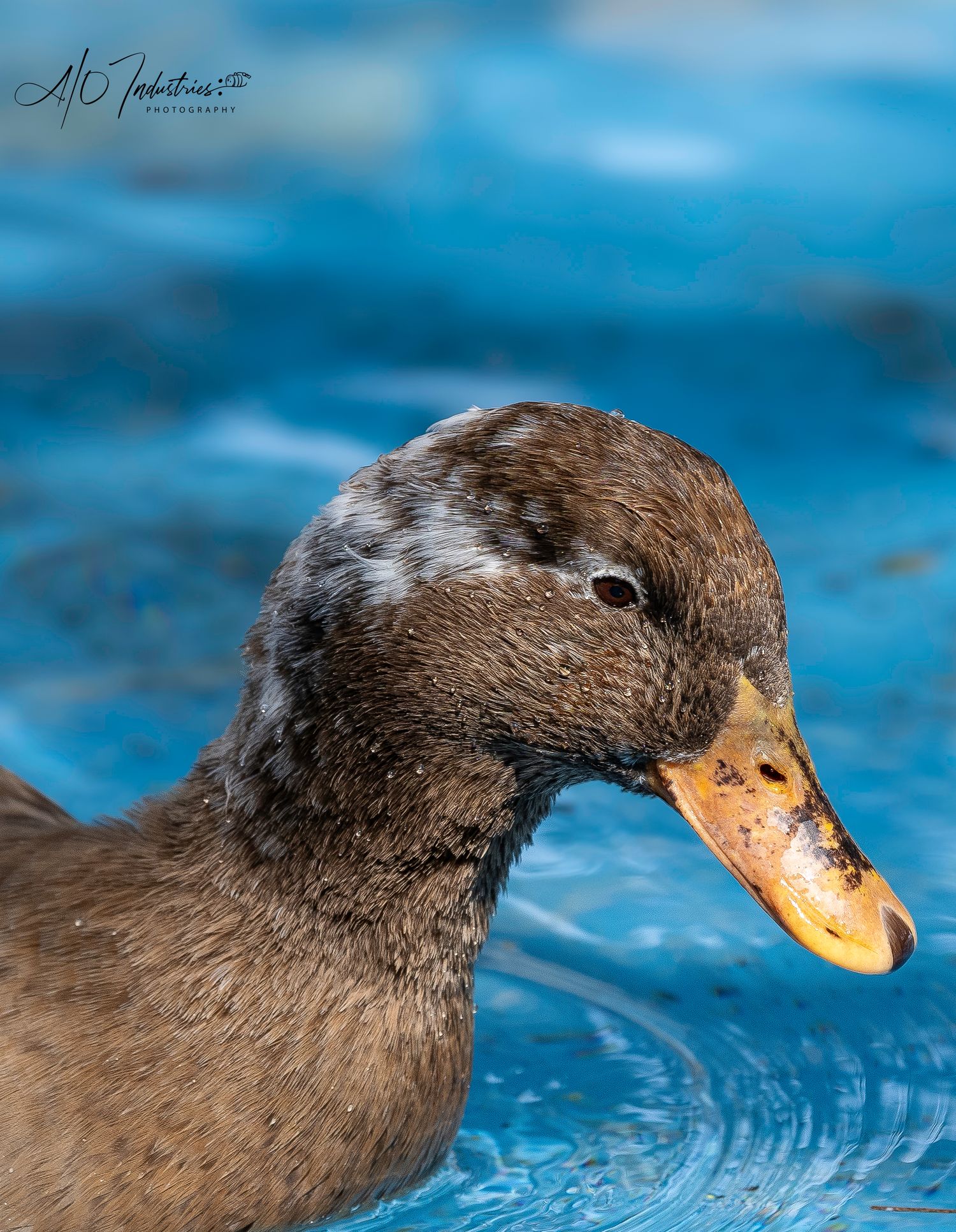Brown coot swimming in blue water with detailed feather patterns visible.