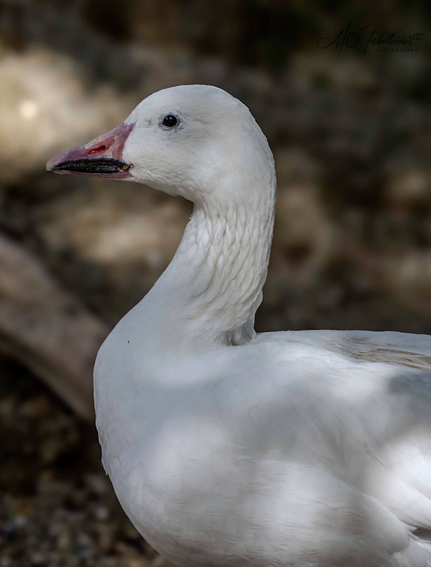 Profile view of a white seagull against dark background showing its sleek feathers.