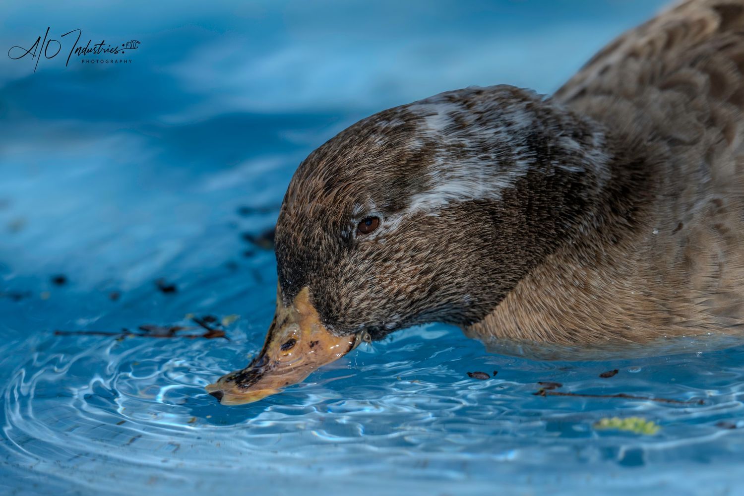 Brown coot dipping its beak in bright blue water creating ripples on the surface.