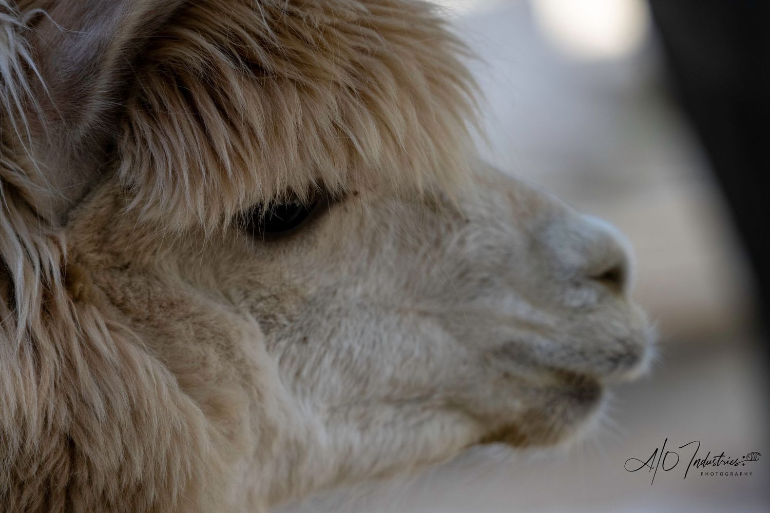 Close-up profile view of a cream-colored alpaca with soft fluffy fur against a blurred background.
