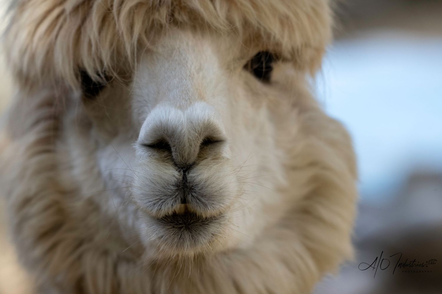 Portrait of an alpaca with light beige fur and dark eyes looking directly at the camera.