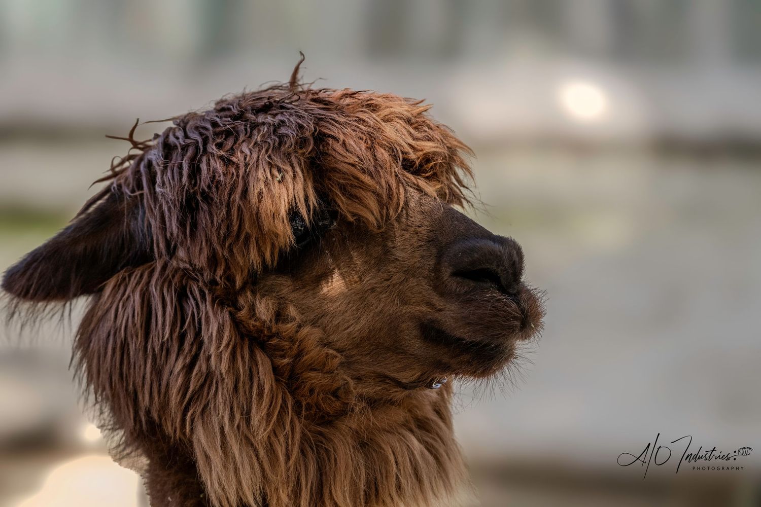 Side profile of an alpaca with thick brown wool against a blurred outdoor background.