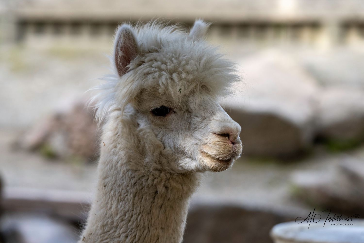 White alpaca with fluffy fur and gentle expression in profile view.