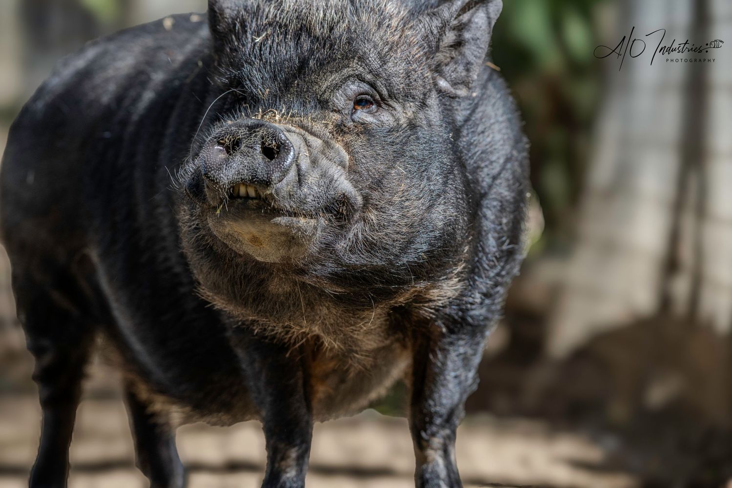 Close-up of a black pot-bellied pig with a wrinkled face and dark skin.
