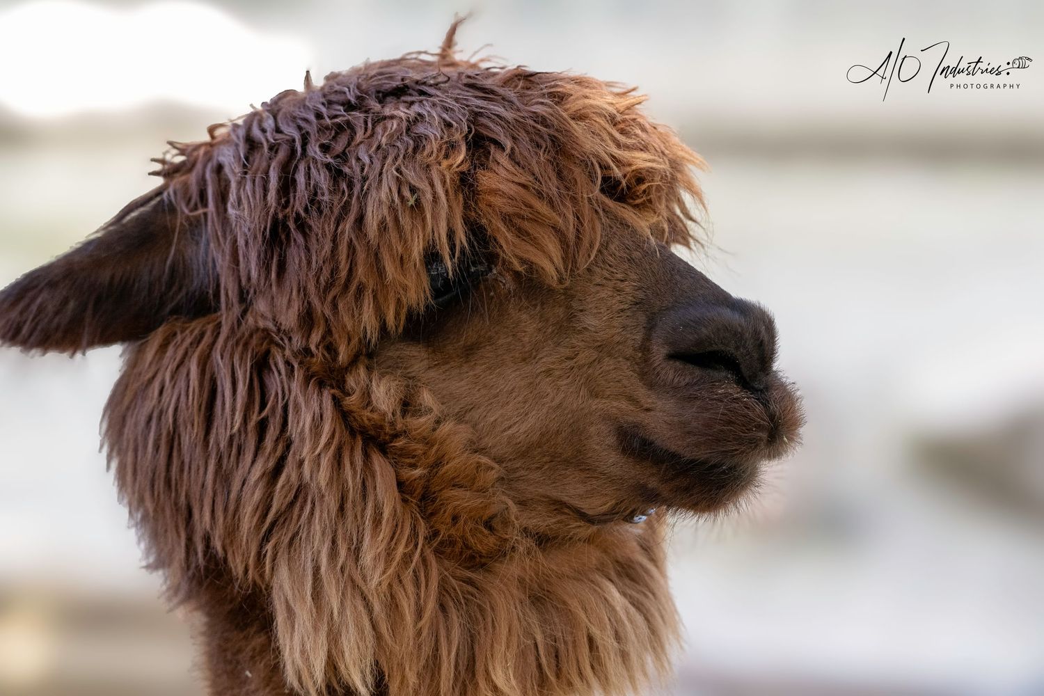 Profile of a brown alpaca with shaggy fur showing its distinctive snout and ears.