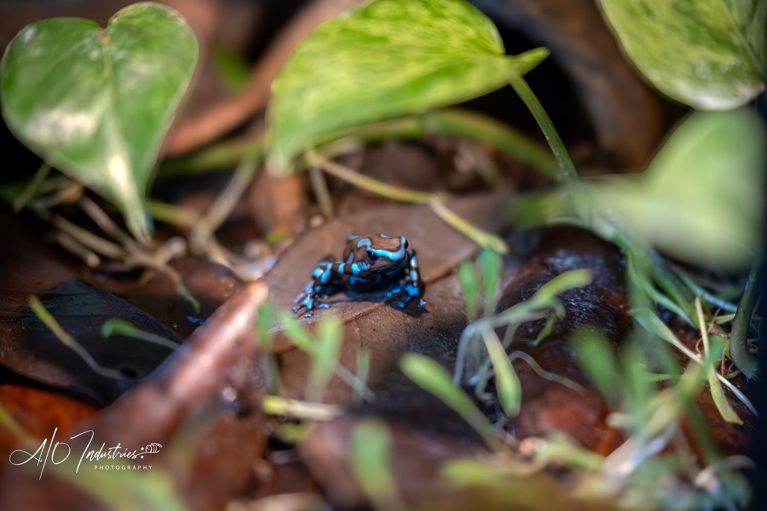 Small blue poison dart frog amid green heart-shaped leaves in forest undergrowth.