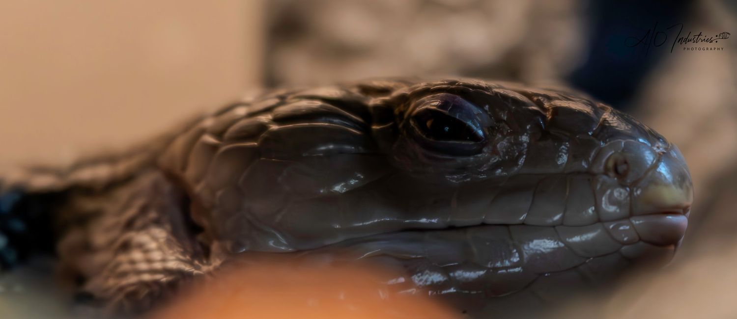 Extreme close-up of a dark snake's head showing detailed scales.