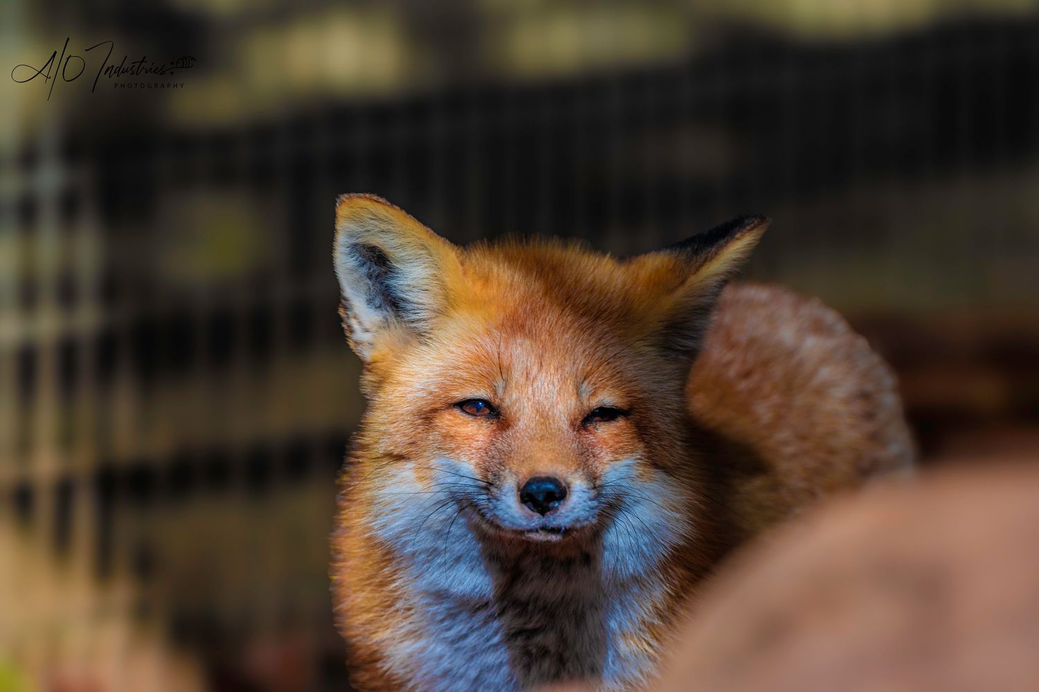 Close-up of a red fox with squinted eyes and content expression.