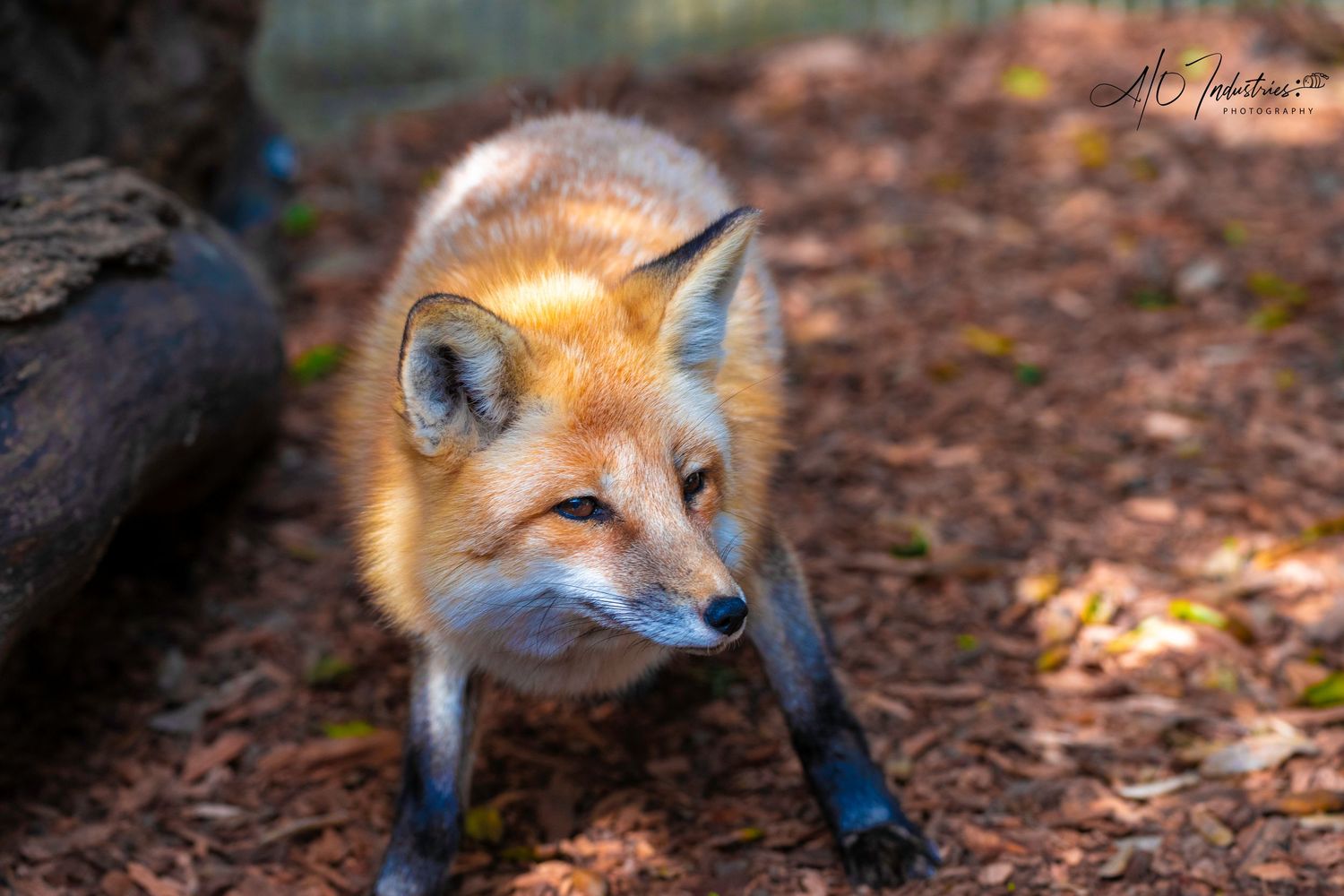 Alert red fox standing on forest floor with vibrant orange fur and bright eyes.