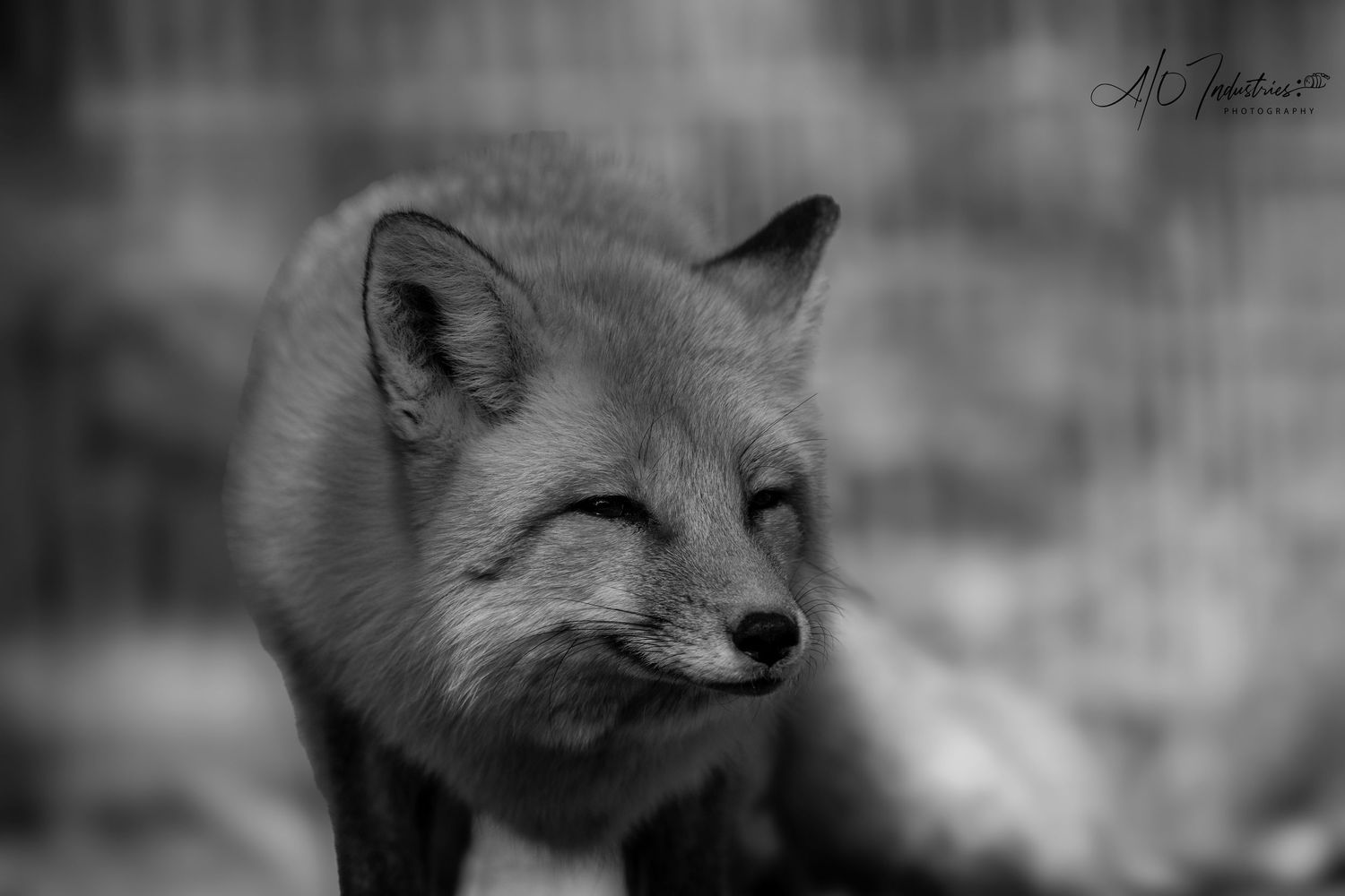 Black and white portrait of a smiling fox with closed eyes.