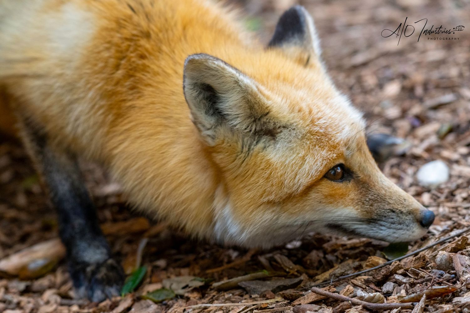 Red fox lying on ground with alert expression and pointed ears.