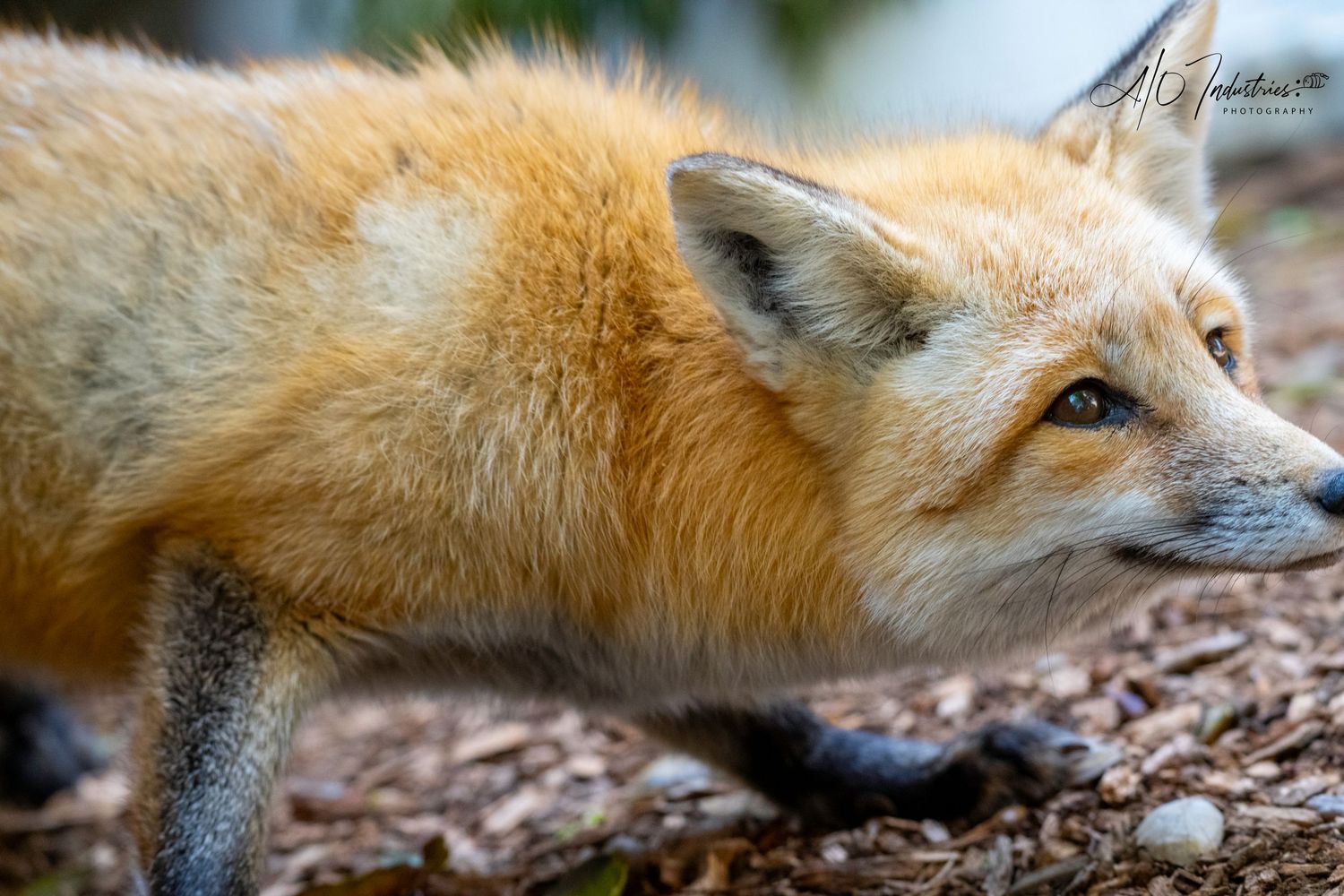 Close-up profile view of a red fox showing its distinctive orange fur and alert expression in natural setting.