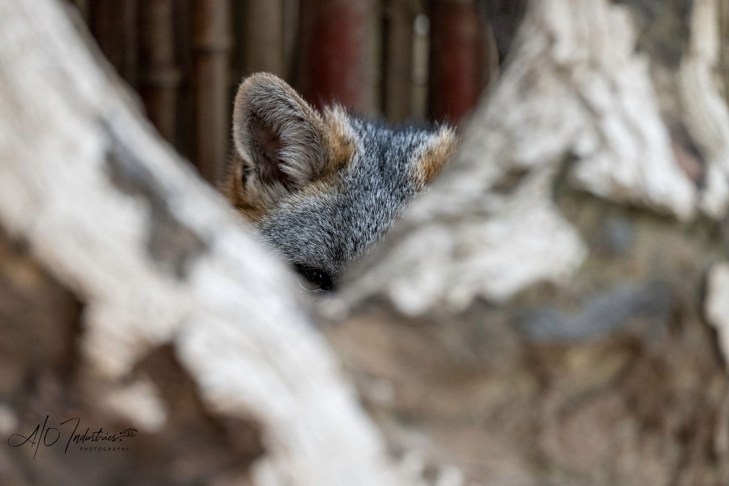 Gray fox ear peeking out from behind white branches in an artistic composition.