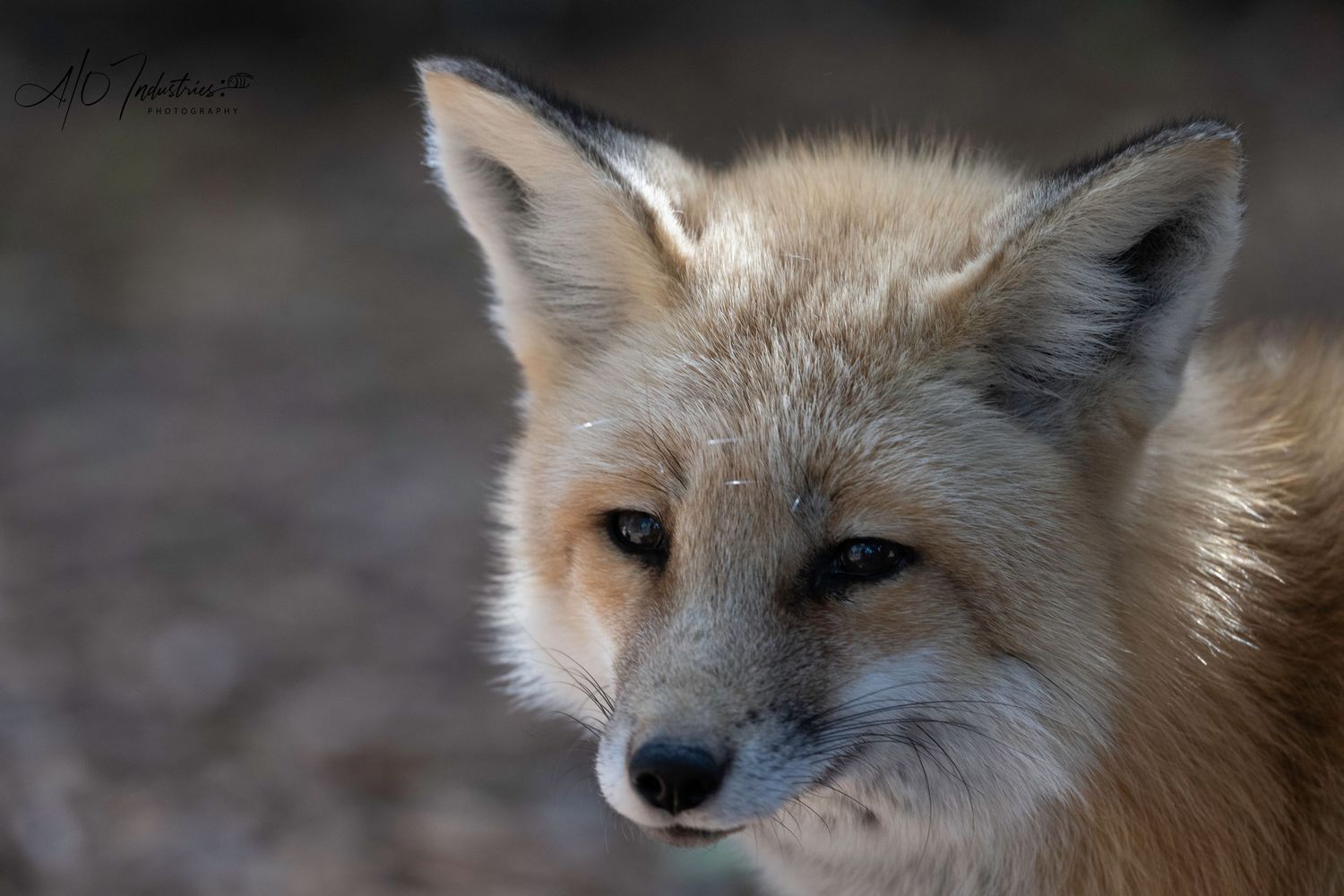 Portrait of an alert fox with piercing eyes and cream-colored fur against a blurred background.