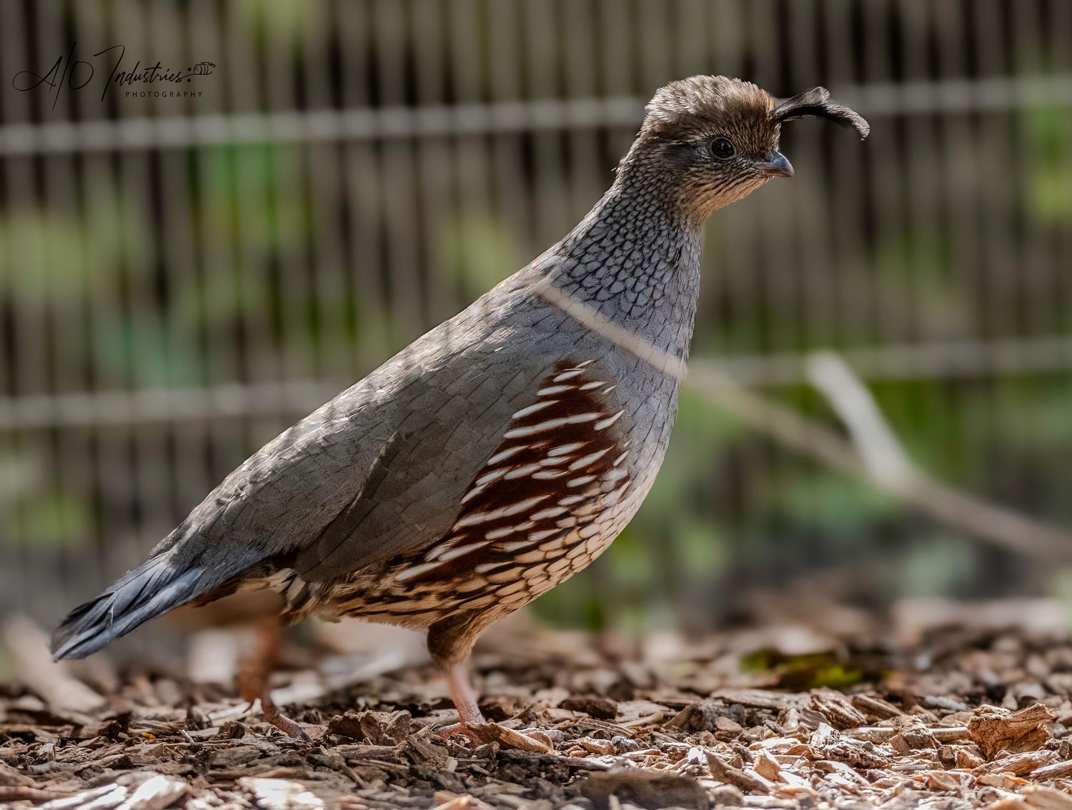 California quail standing on fallen leaves displaying its distinctive head plume and scaled feather pattern.